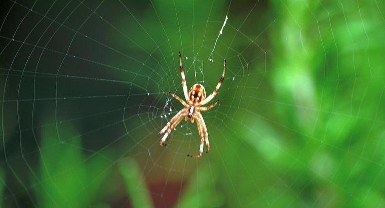 Jakie są niektóre adaptacje, które mają pająki?