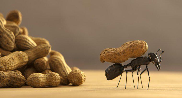 Jaki jest najlepszy sposób na pozbycie się mrówek?