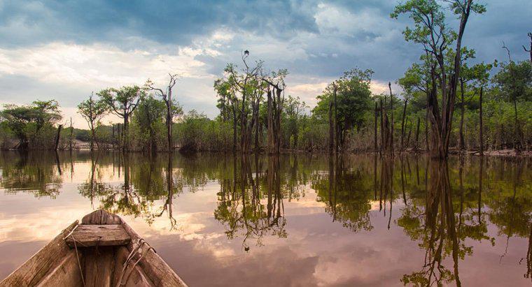 Dlaczego powinniśmy ocalić dżunglę amazońską?