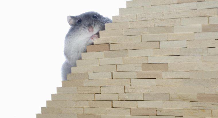 Czy myszy mogą wspiąć się po schodach?