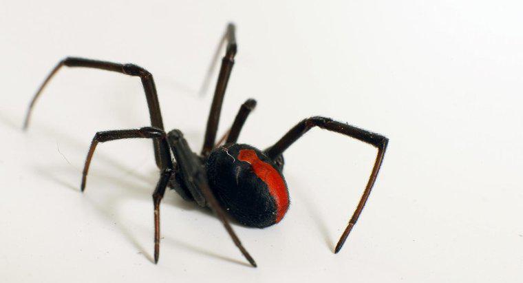 Jakie są fakty na temat pająka Black Widow?