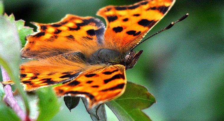 Jaka jest nazwa naukowa motyla?