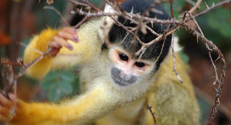 W jaki sposób małpa wiewiórki się chroni?