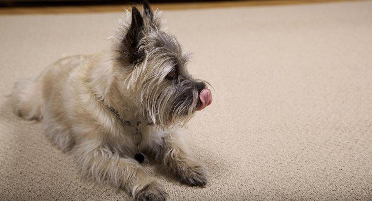 Dlaczego mój pies powinien lizać dywan?