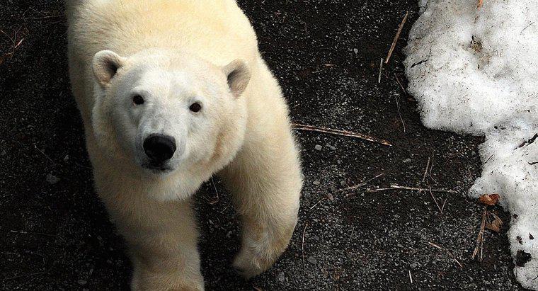 Jak niedźwiedzie polarne chronią się same?