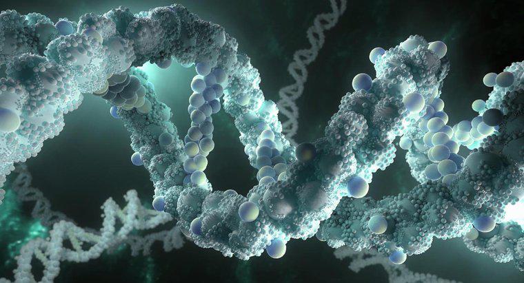 Co DNA oznacza?