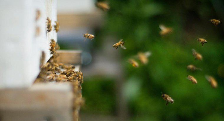 Jak pozbyć się pszczół, które gniazdują w ziemi?