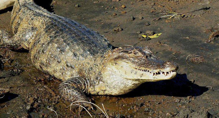 Ile krokodyl waży?