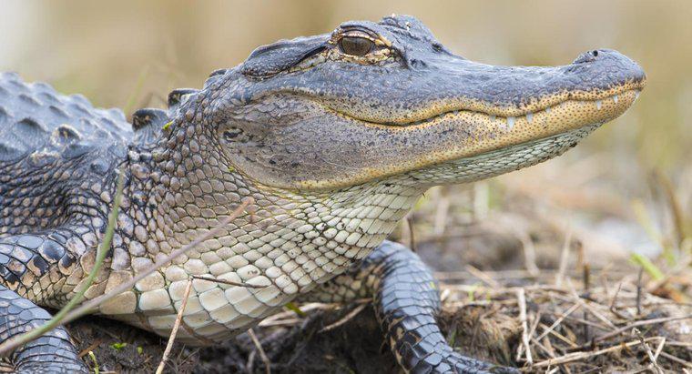 Jak szybko aligatory działają na lądzie?
