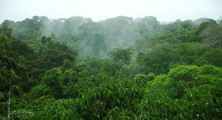 Jakie są średnie opady deszczu w dżungli amazońskiej?