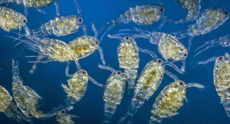 Jakie role odgrywa Plankton w ekosystemie?