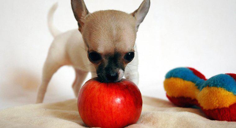Czy psy mogą jeść jabłka?