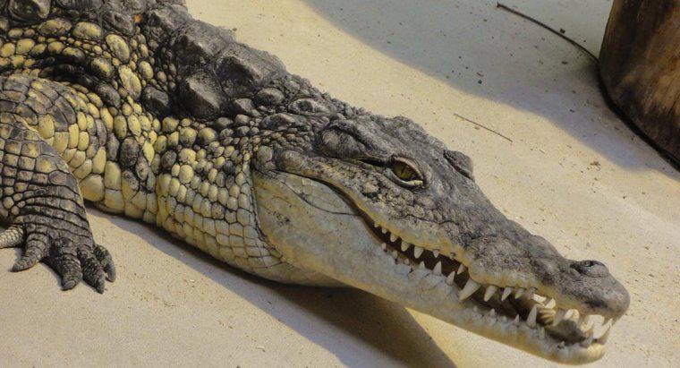 Ile zębów ma krokodyl?