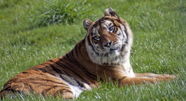 Skąd tygrys bengalski uzyskał jego nazwę?