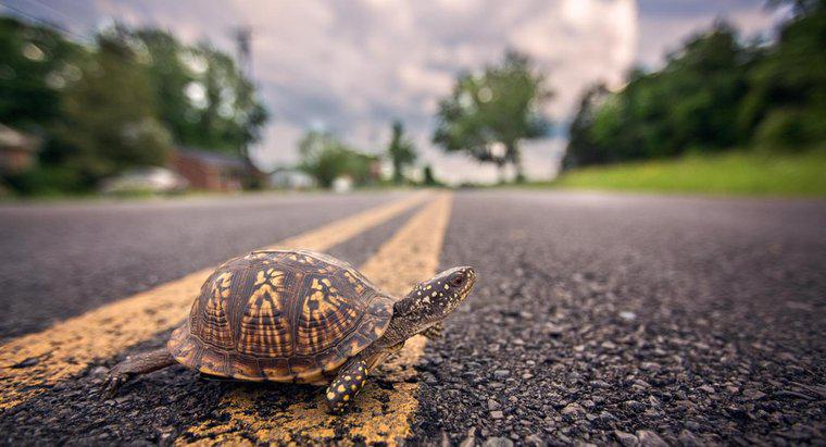 Czy żółwie mogą się przewrócić?