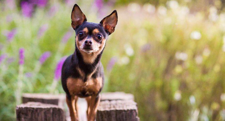Jak długo żyją Chihuahua?