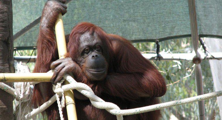 Jak długo żyją Orangutany?