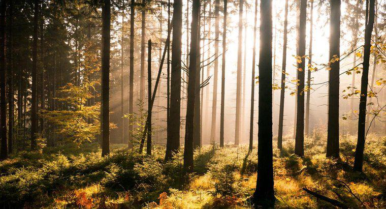 Jaka jest różnica między lasem a drewnem?