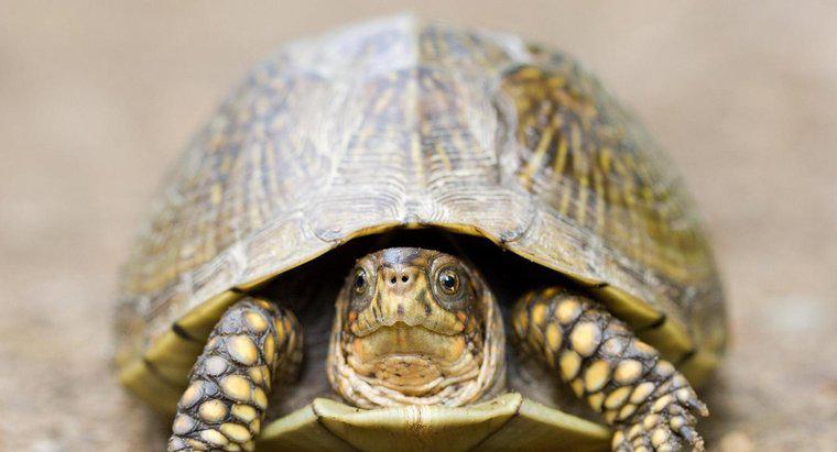 Co to jest żółw trójpalczasty?