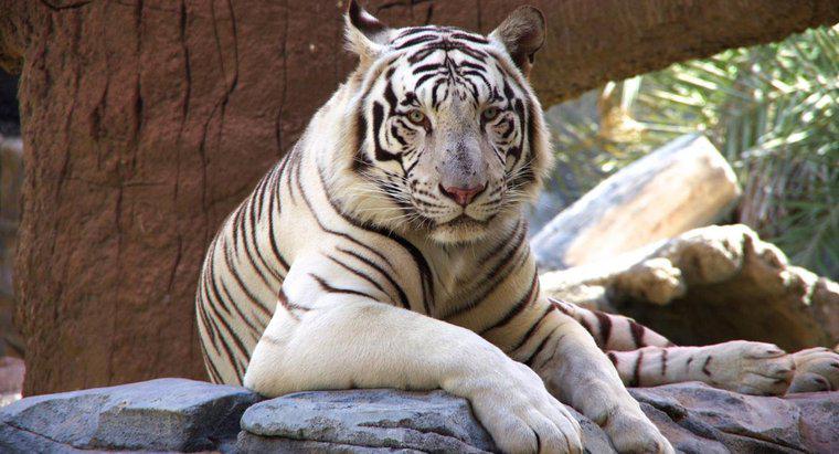 Dlaczego białe tygrysy są zagrożone?