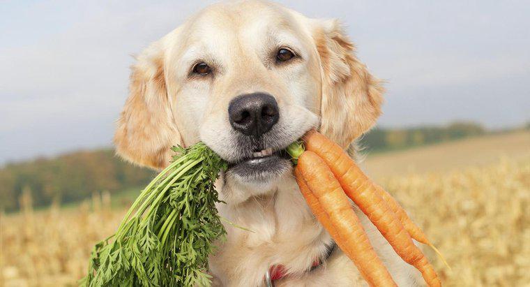 Czy psy mogą jeść surowe marchewki?