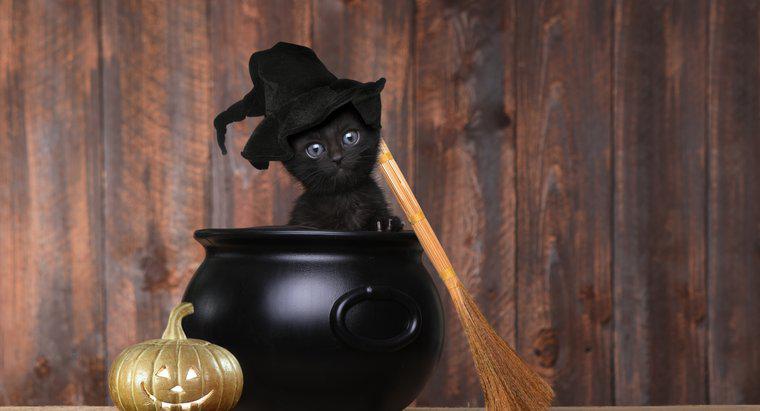 Dlaczego czarne koty są symbolem Halloween?