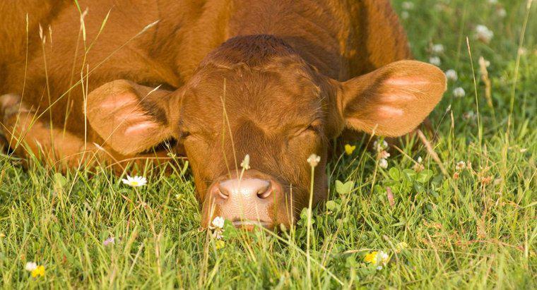 Ile godzin dziennie spać krowy?