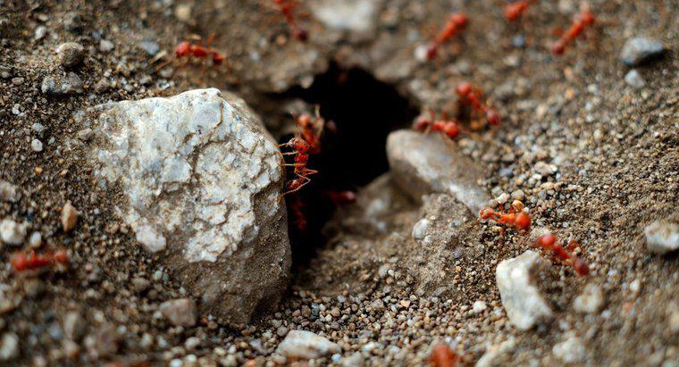 Jak pozbyć się czerwonych mrówek w moim ogrodzie?