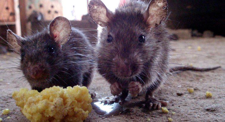 Co to jest naturalny środek odstraszający szczury?