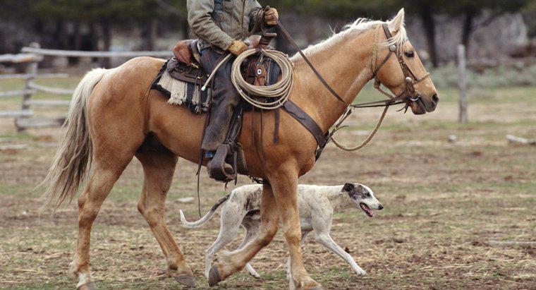 Czy koń jest szybszy od greyhounda?