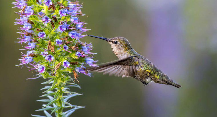Jak szybko latają kolibry?