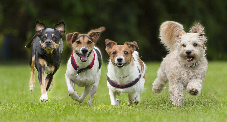 Jaki jest najszybszy pies na świecie?