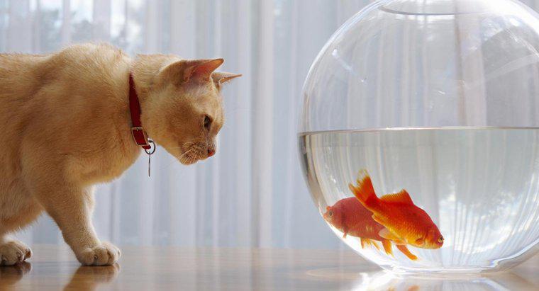 Dlaczego Goldfish ma zatonąć na dnie zbiornika?