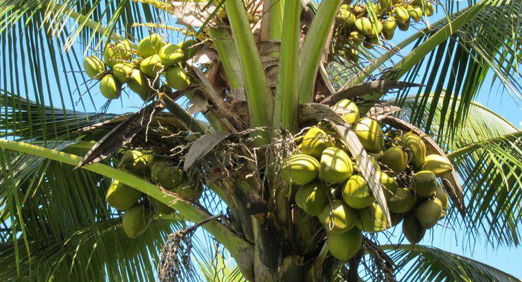 Jakie są różne rodzaje kokosów?