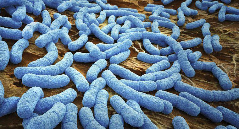 Jak Bakterie oddychają?