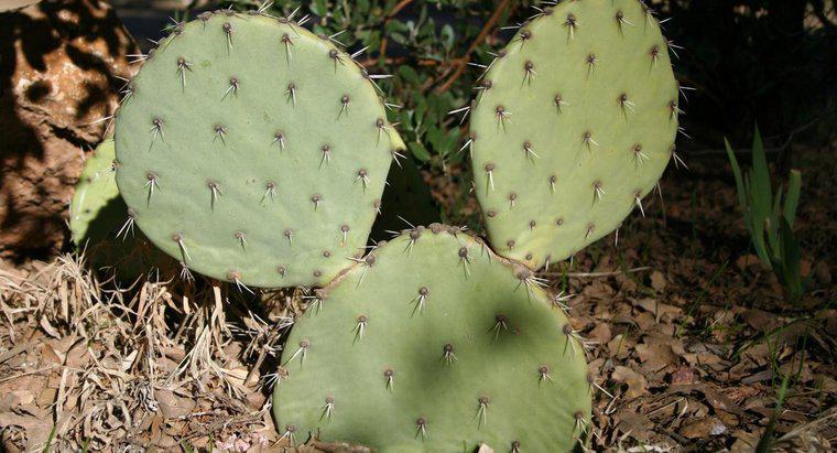 Jaka jest droga do określenia wieku kaktusa?