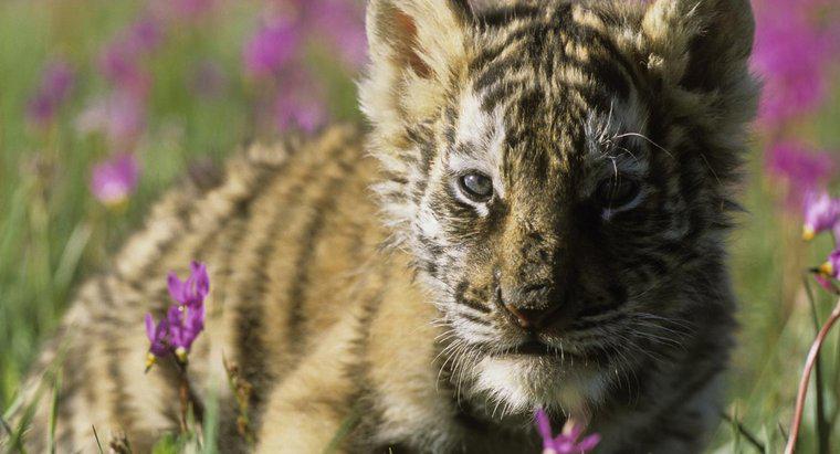 Jaka jest wielkość dziecięcego tygrysa syberyjskiego?
