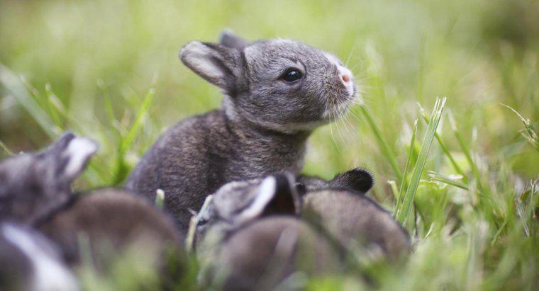 Jak wiele dzieci robi króliki w jednym miocie?