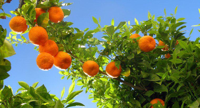 Skąd pochodzą pomarańcze?
