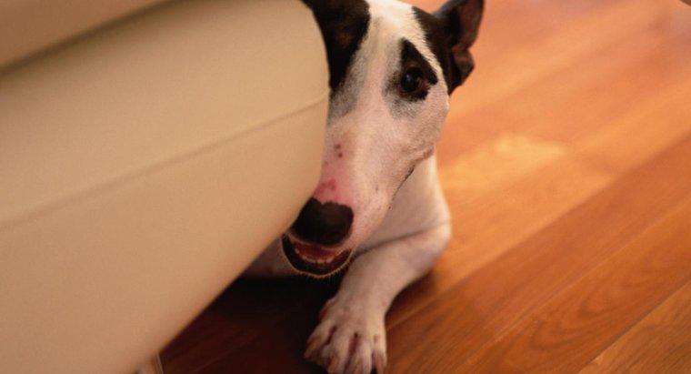 Jaka jest wielkość szczeniaka rasy Bull Terrier?