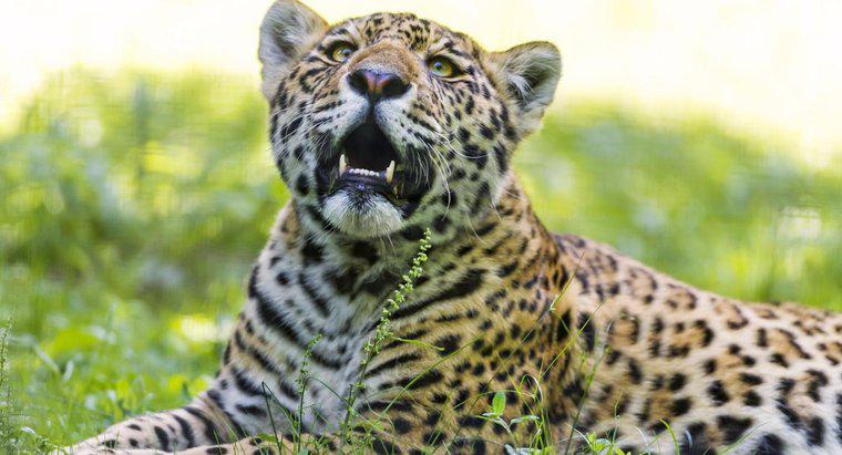 Dlaczego Jaguar jest zagrożony?