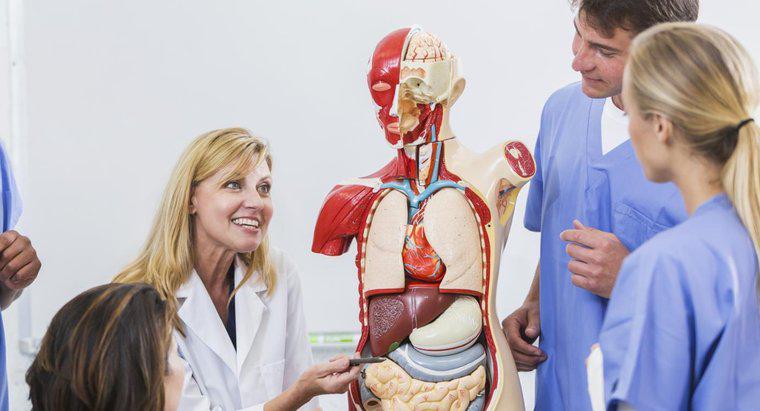 Gdzie znajdują się organy oddechowe w ciele ludzkim?