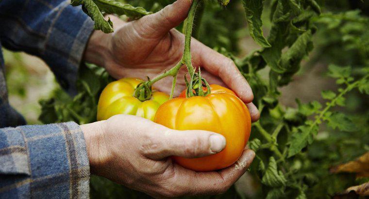 Jakie są wskazówki dotyczące uprawy pomidora?