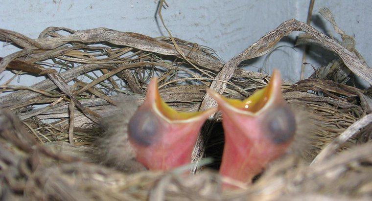 Co ptaki noworodków jedzą?