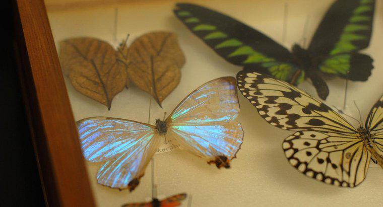 Jak przechowywane są martwe motyle?