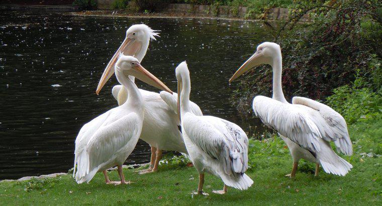 Jak nazywa się grupę pelikanów?