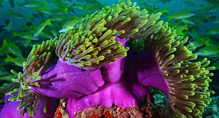 Jakie formy rozmnażania używa morski anemon?
