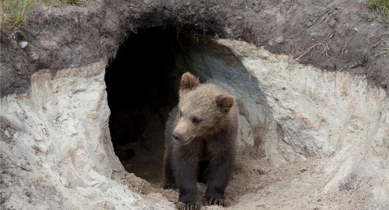 Czy niedźwiedzie żyją w jaskiniach?