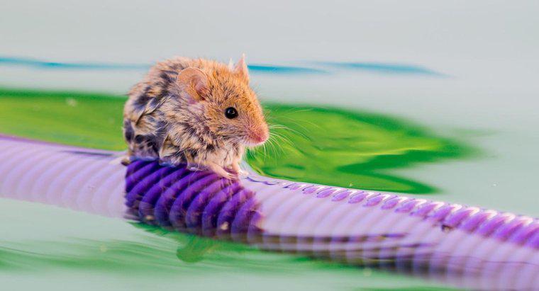 Czy myszy mogą pływać?