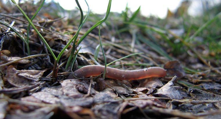Czy Earthworms Eat Soil?